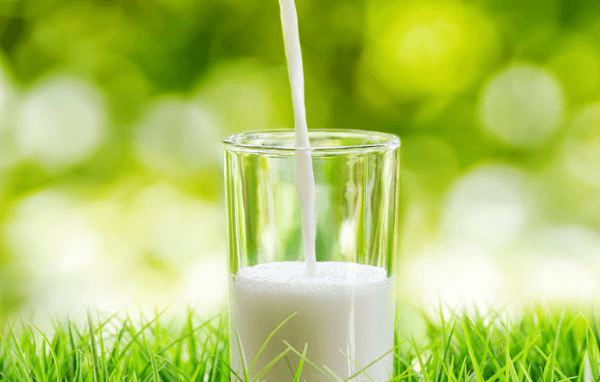 Sữa không béo là thức uống tốt cho bà bầu.