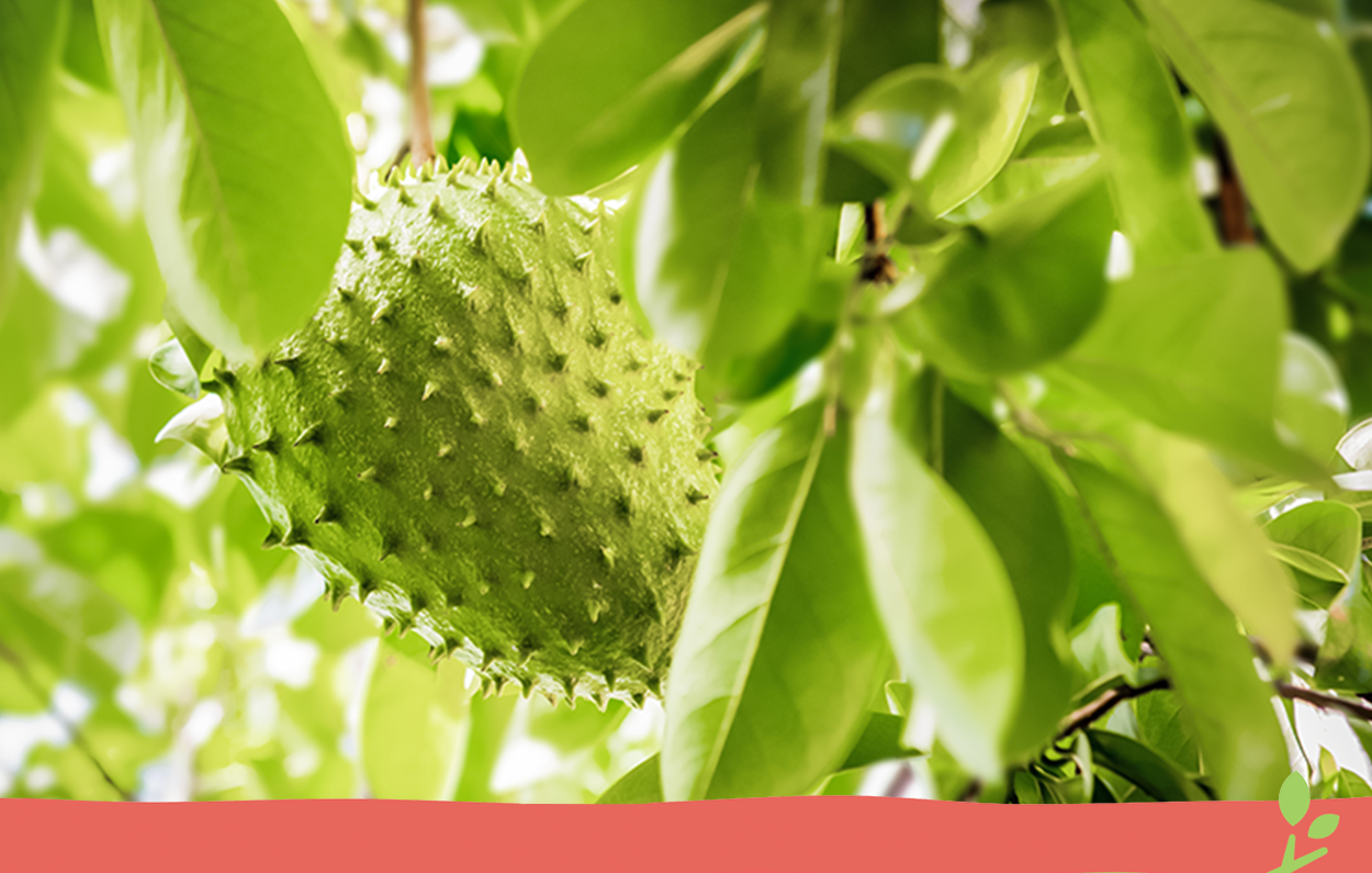 Công thức pha chế đồ uống trà mãng cầu đơn giản.